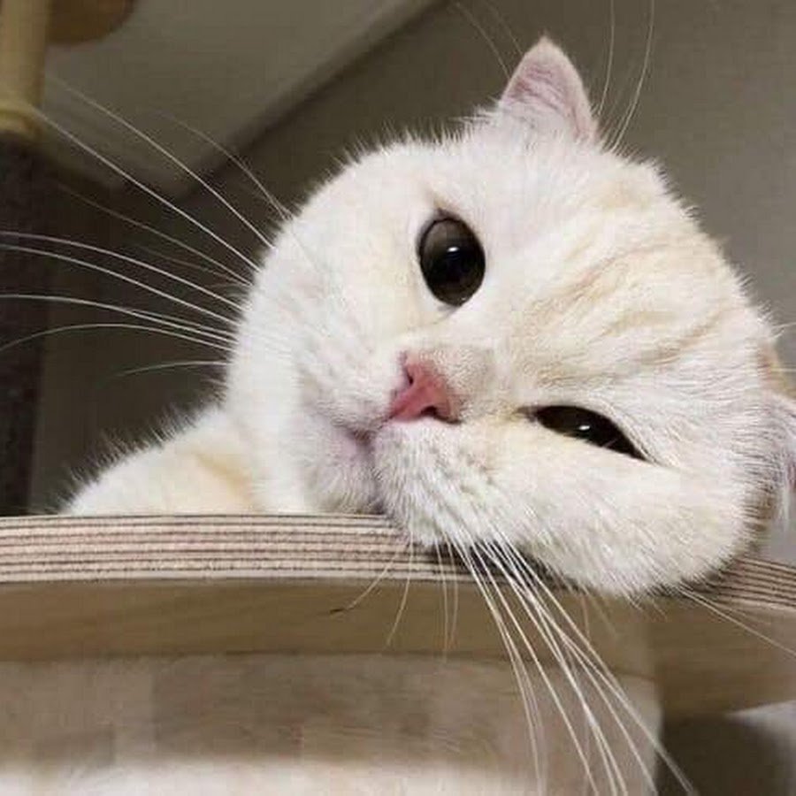 Кот с розовыми щеками