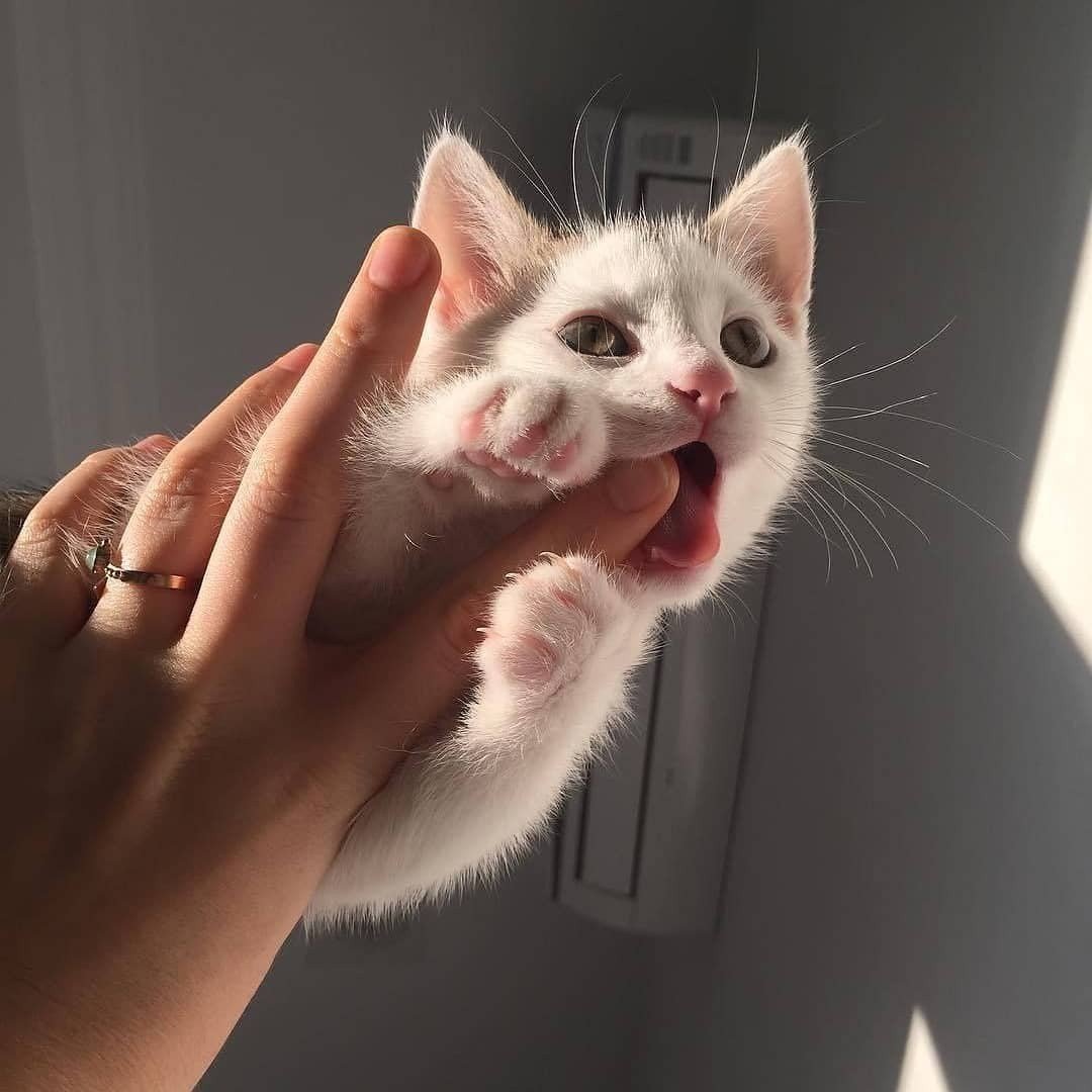 Коты с милыми надписями