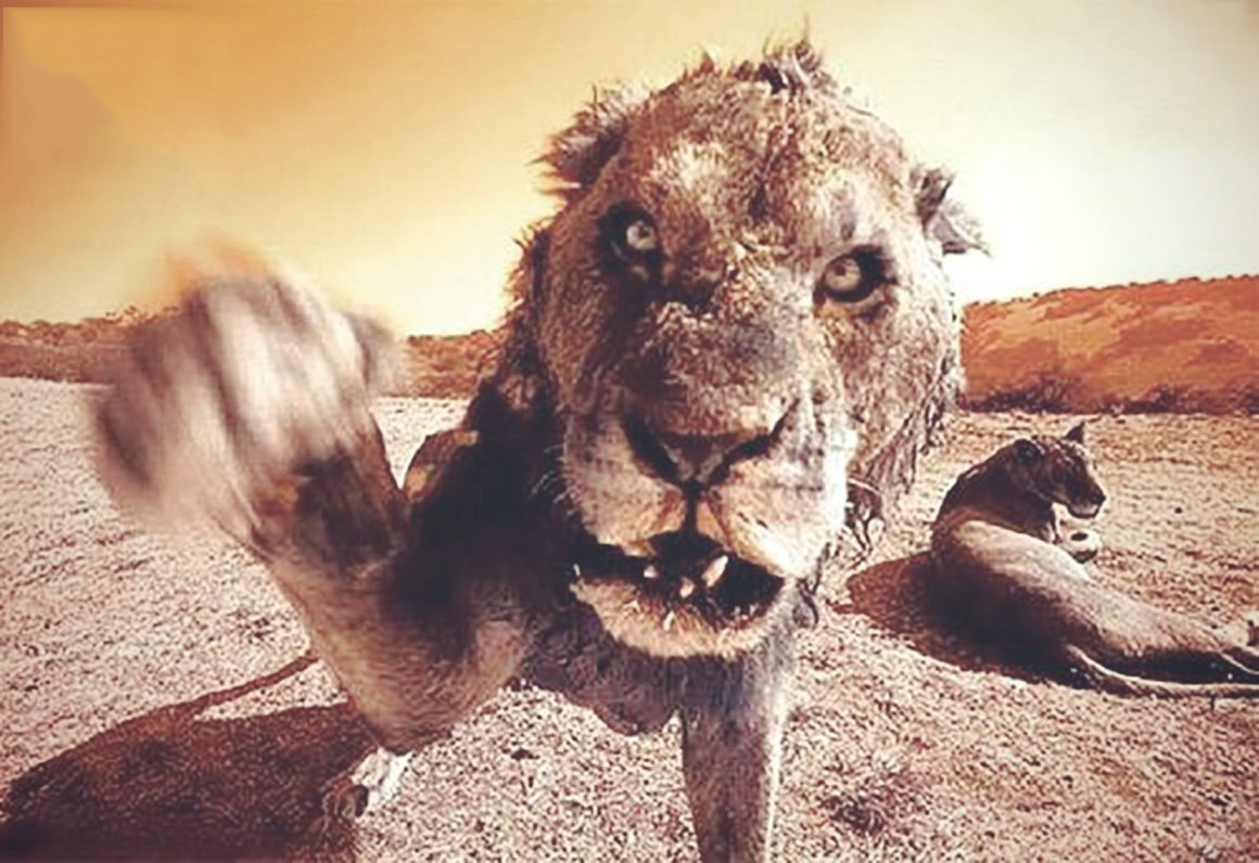 Берберийский Лев