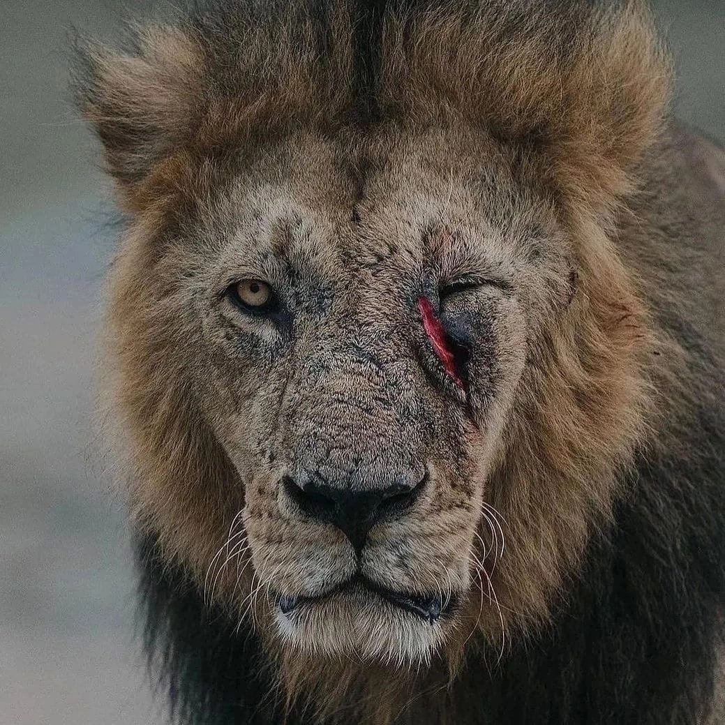 Мистический Лев