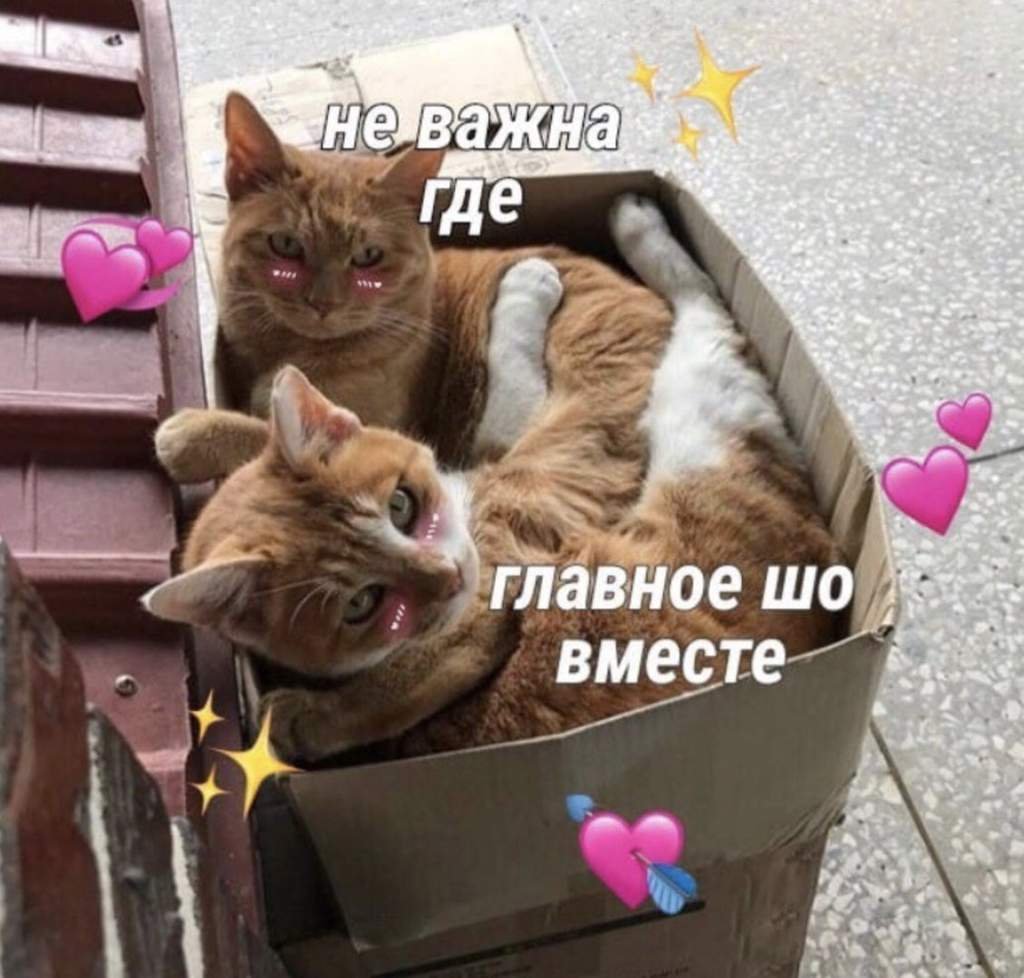 Няшные котики