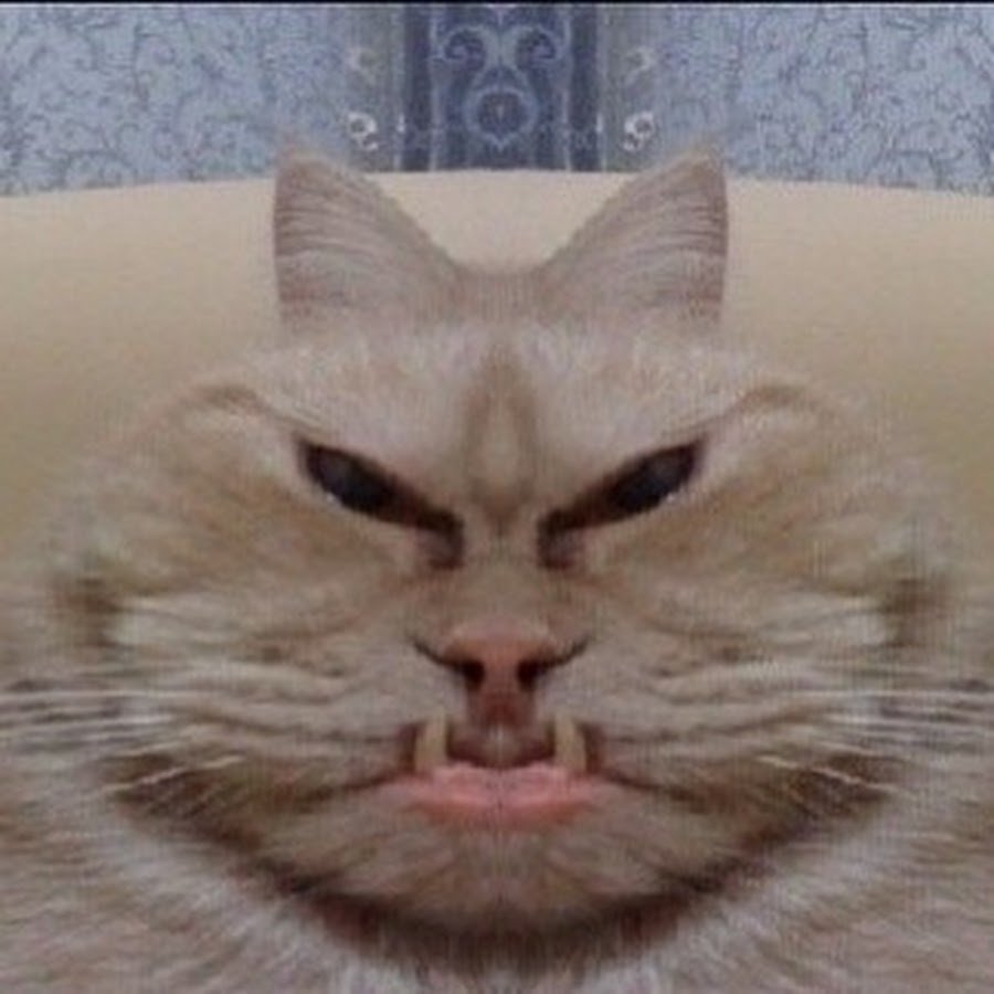 Угарные пикчи с котами