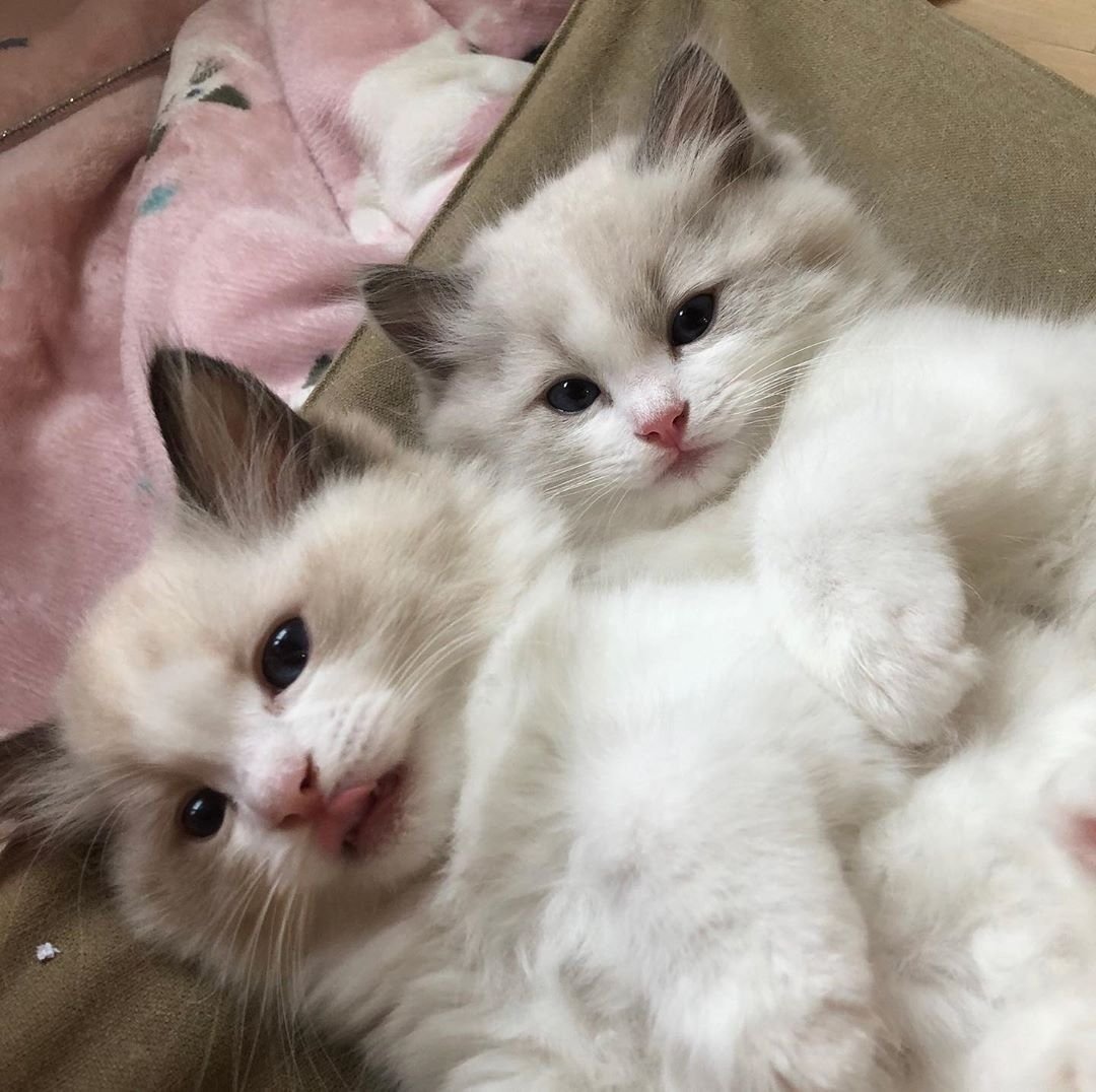 Кот с сердечками