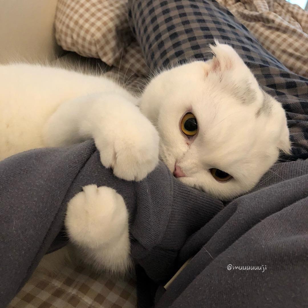 Милые пикчи с котом