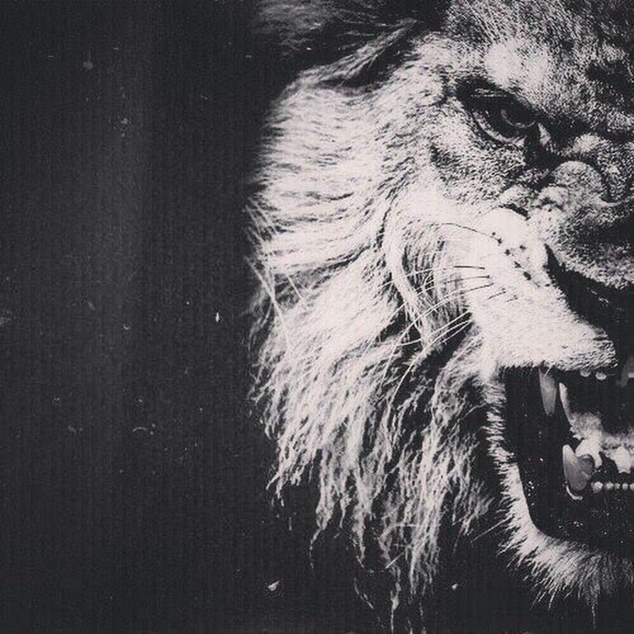 Лев шрам в реальной жизни