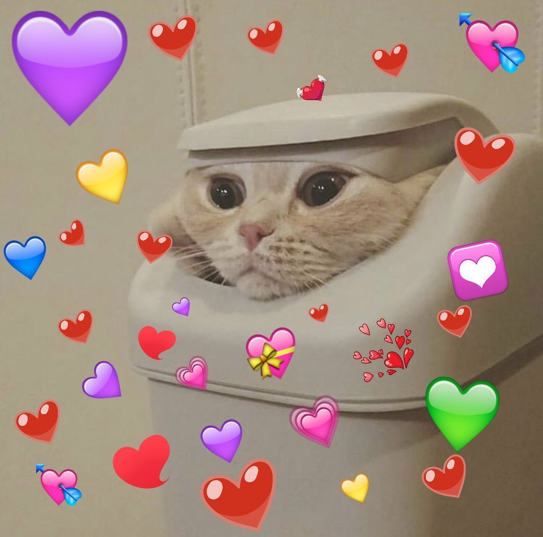 Котята на аву