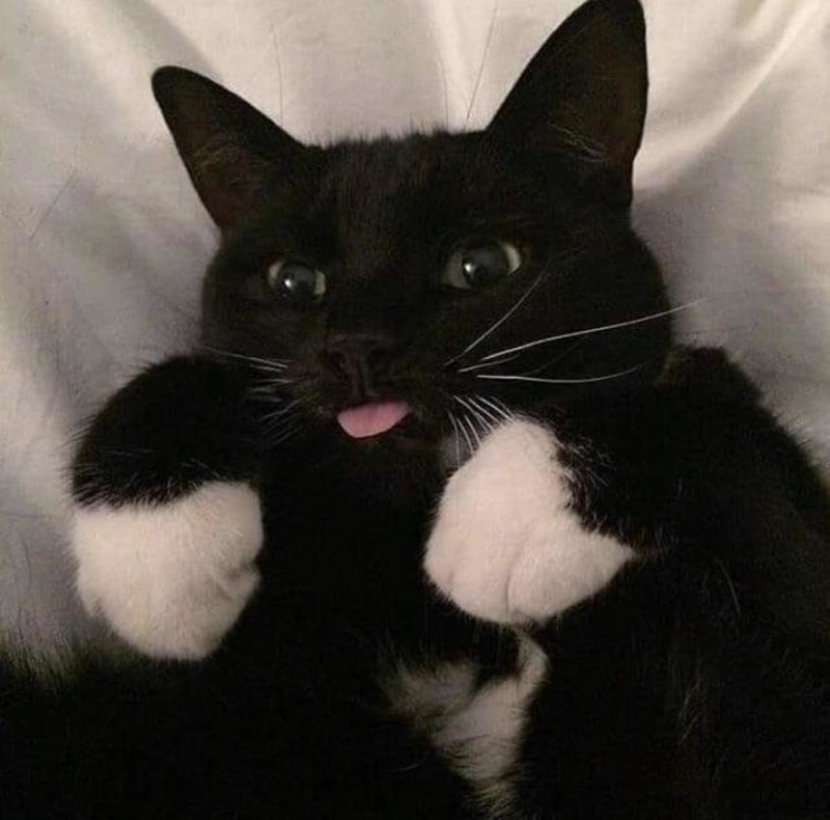 Коты для ВП