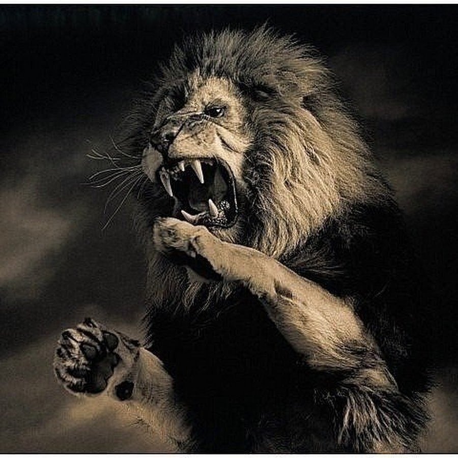 Мой дев чтотхочц то и делаю