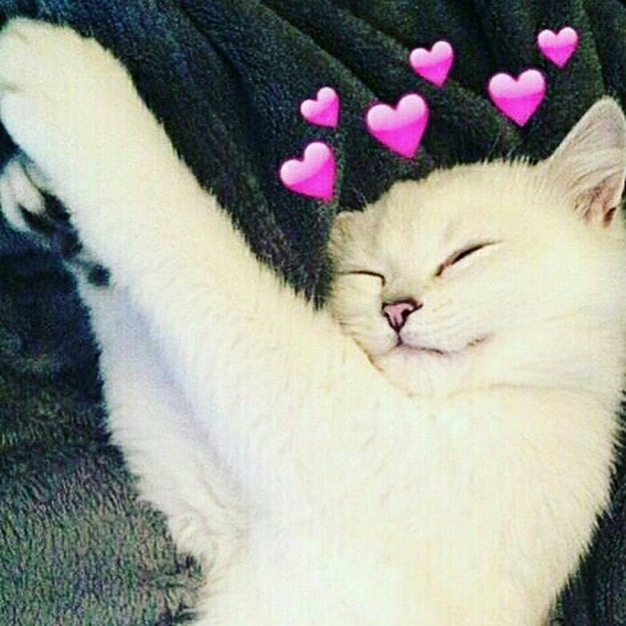 Милый котёнок с сердечком