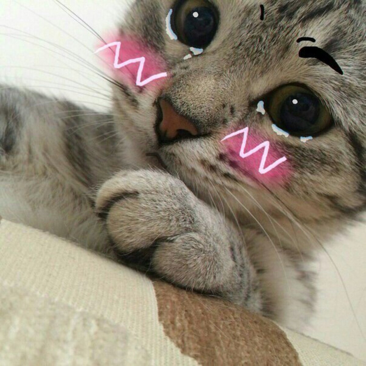 Два кота Эстетика