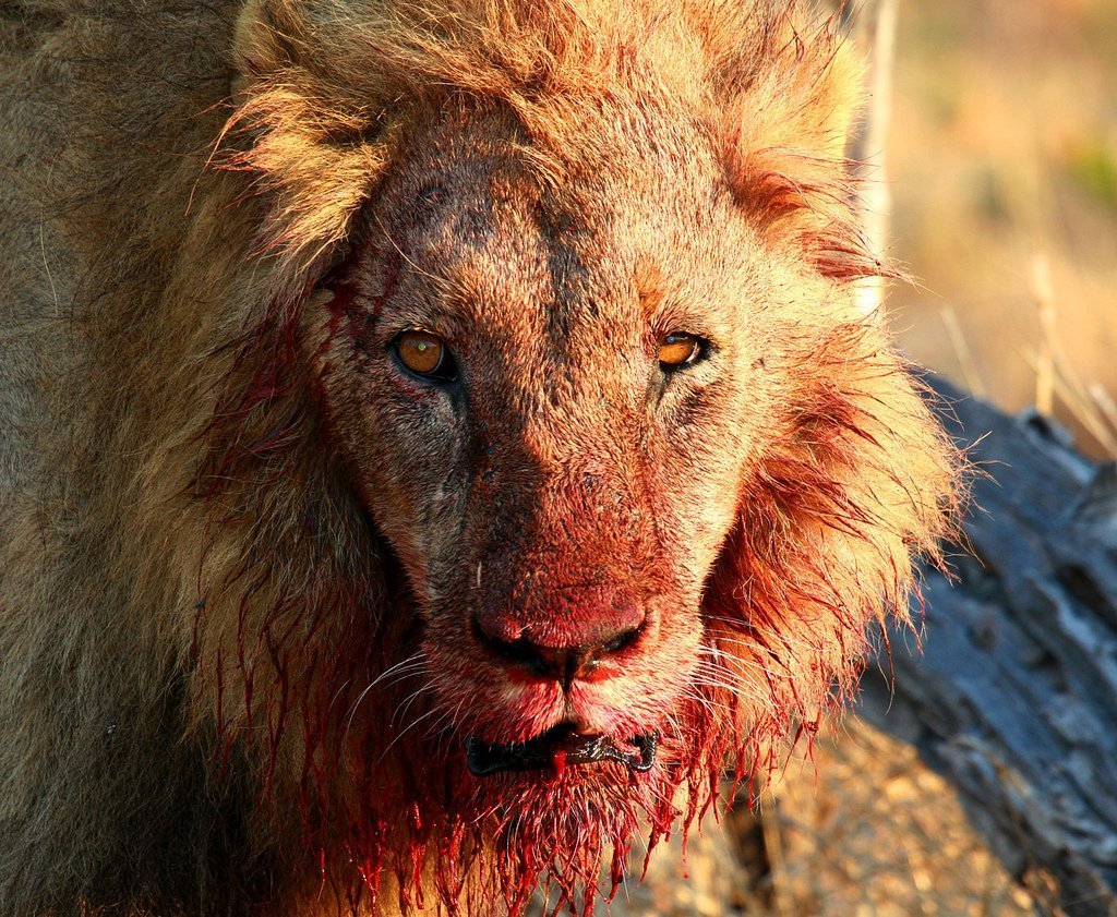 Чучело Льва короля Швеции