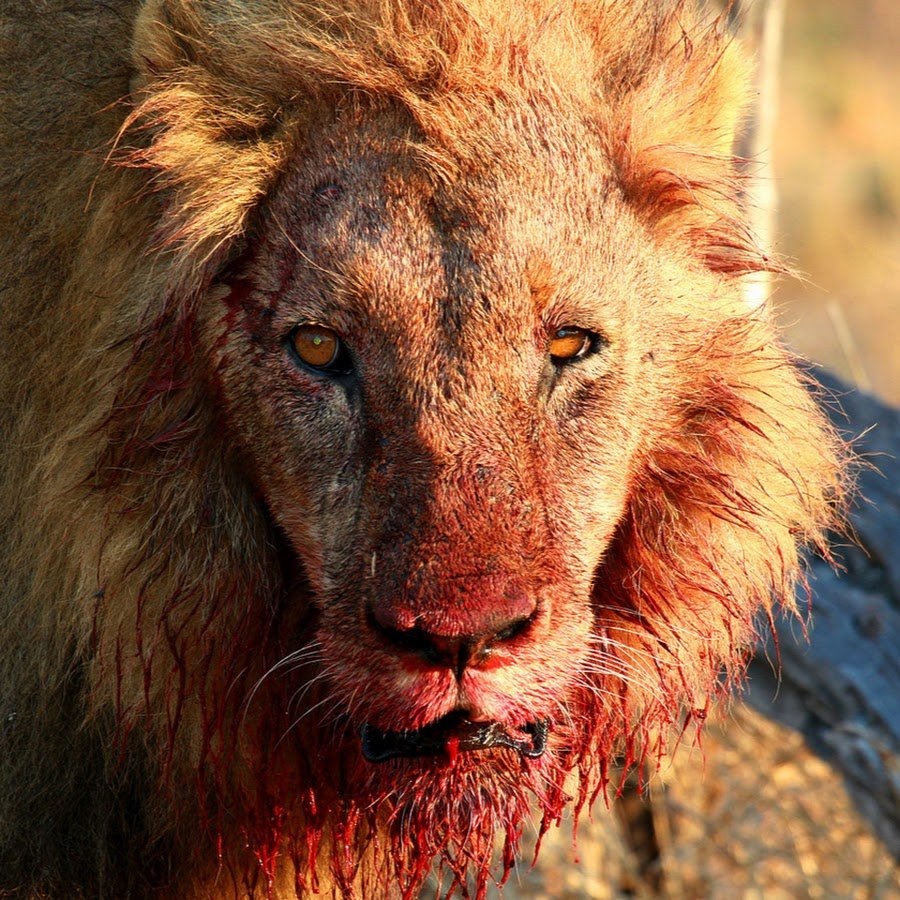 Лев за спиной львицы