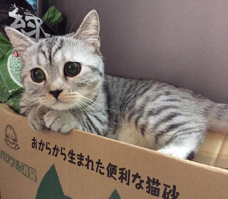 Пикча с котом