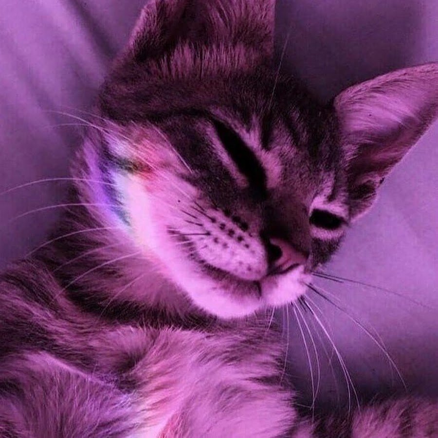 Пикчи с котиками люблю