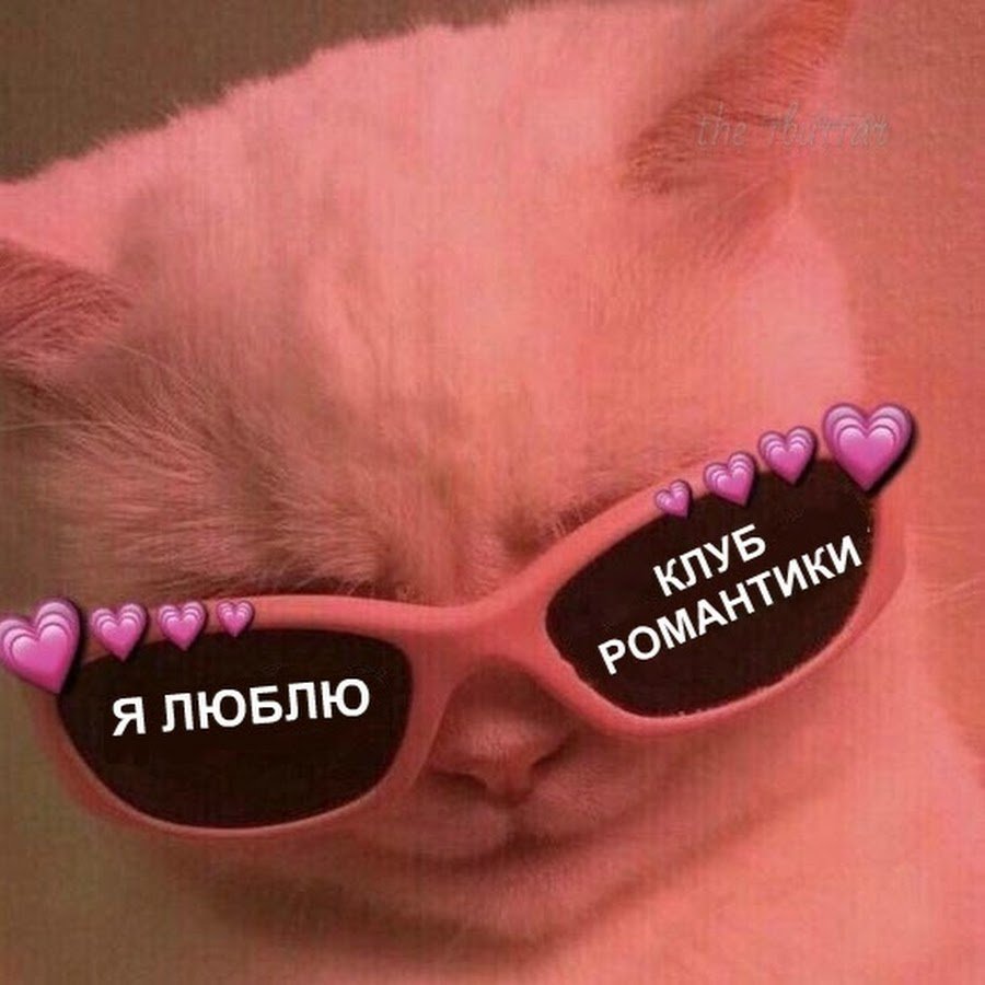 Милые котики с надписями