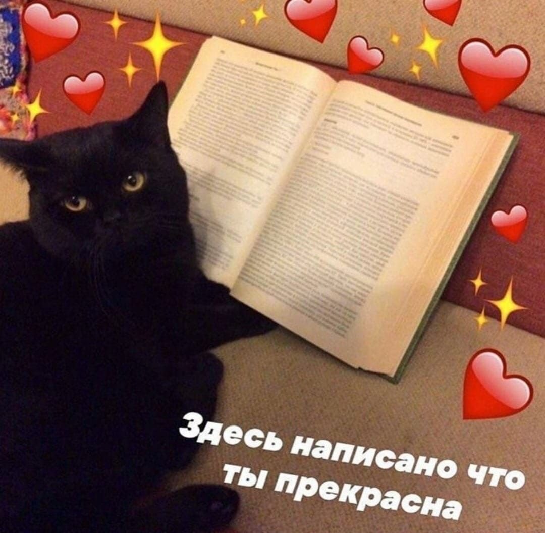 Кот на случай важных переговоров