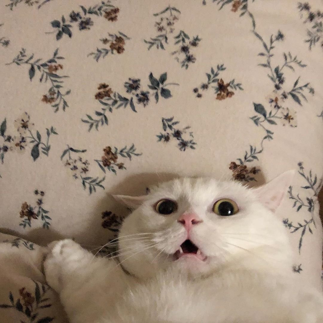 Милые пикчи с котом