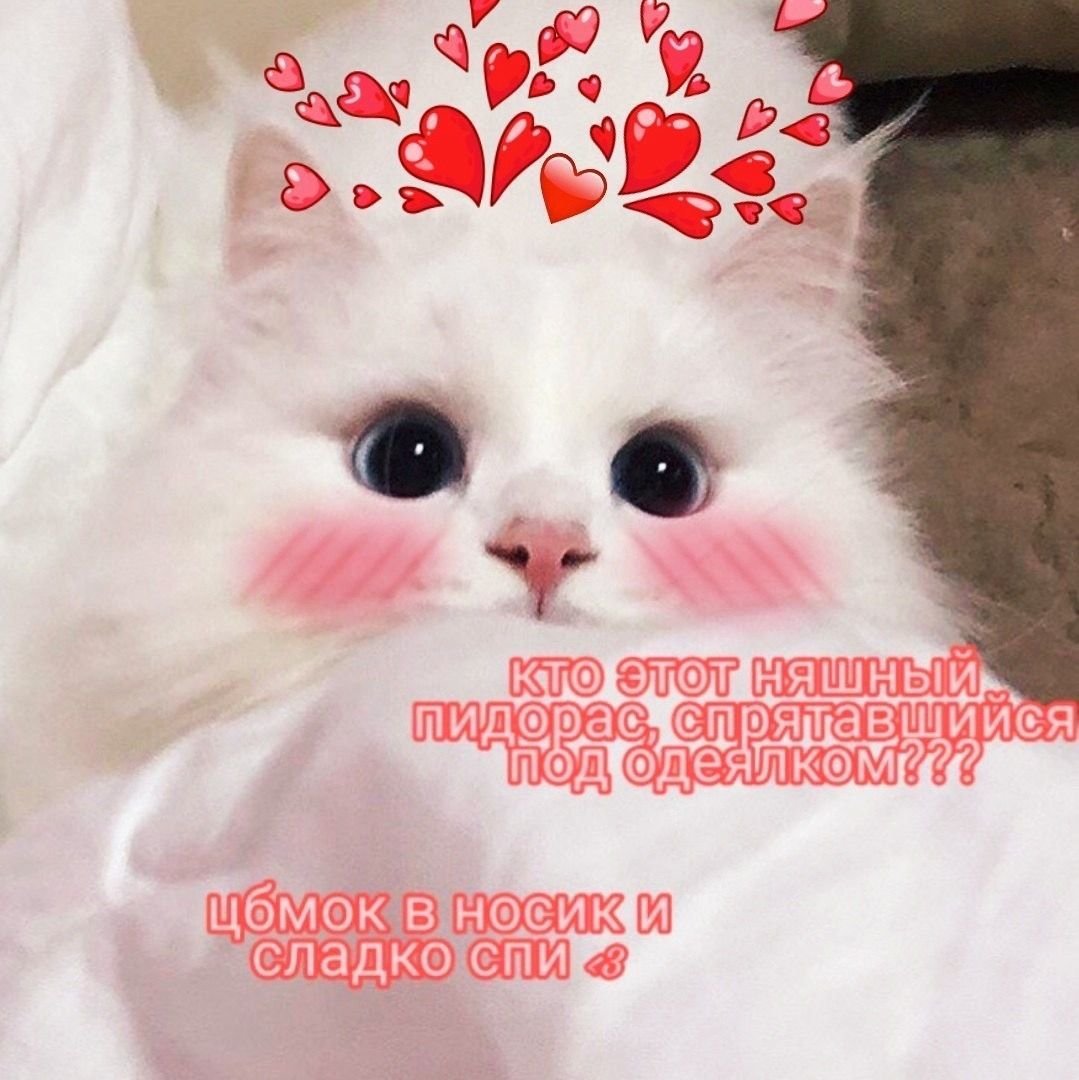 Сохраненки с котиками