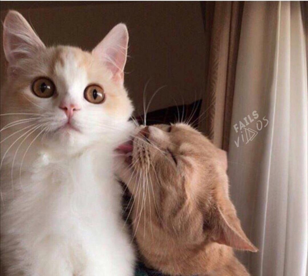 Крутой кот с сигаретой