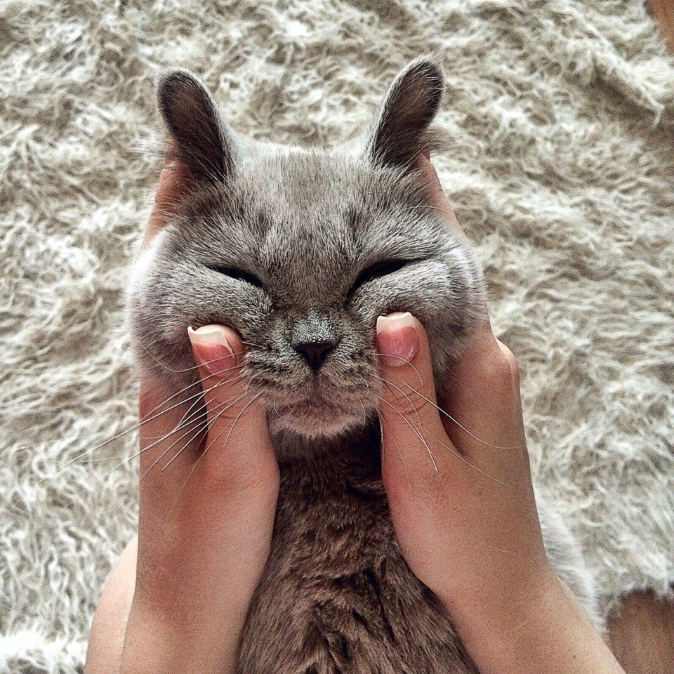 Пикчи с котятами про любовь