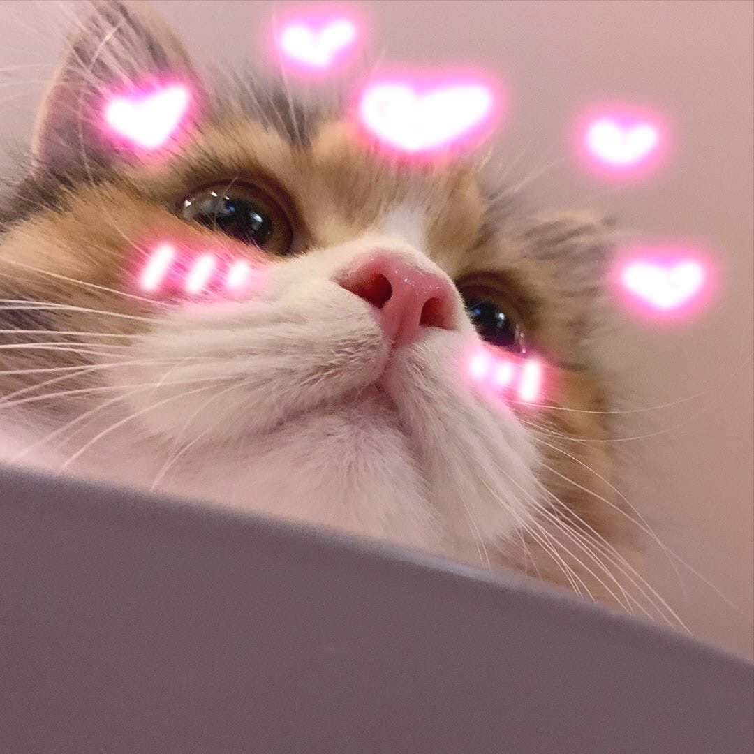 Милый котик пикчи