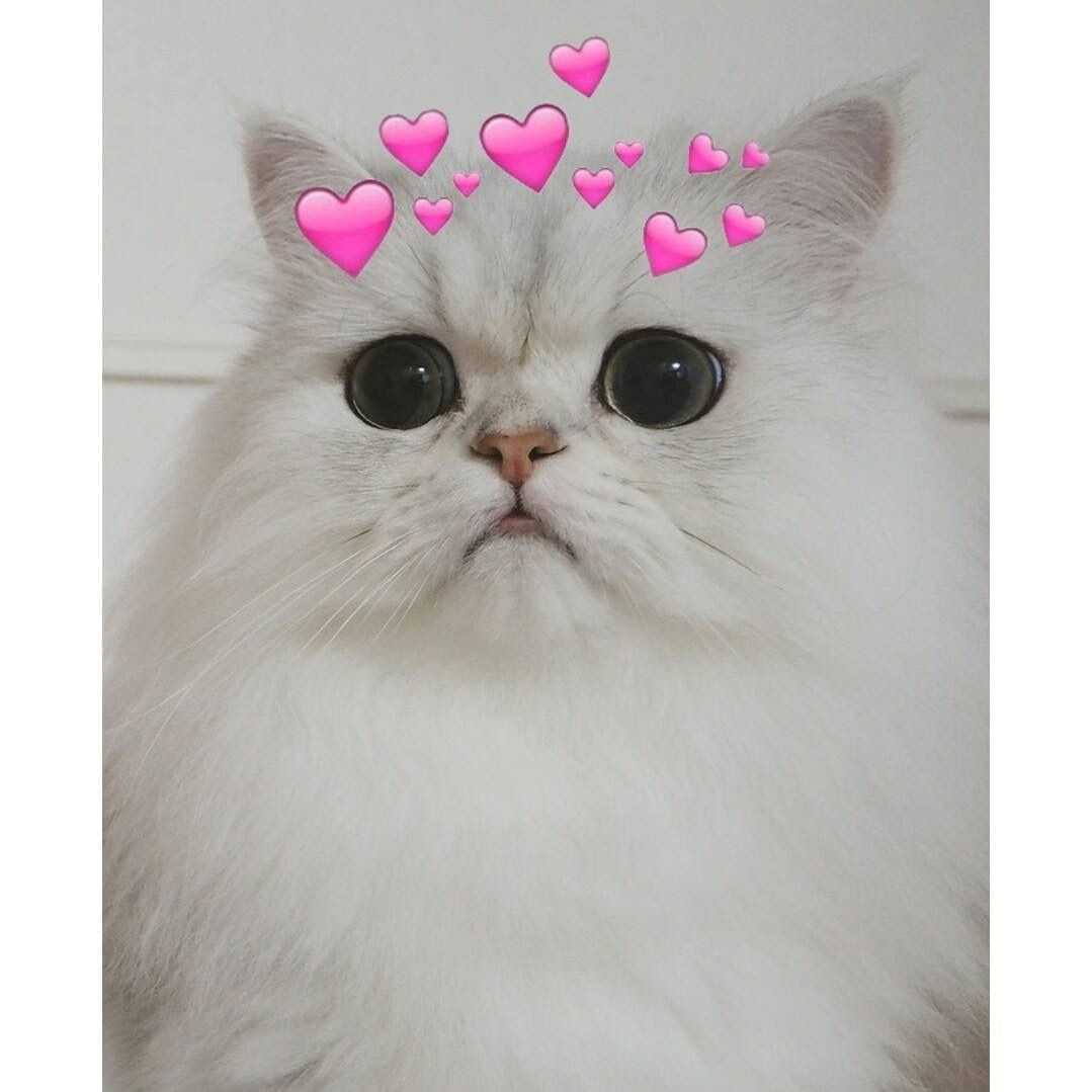 Обработанные котики