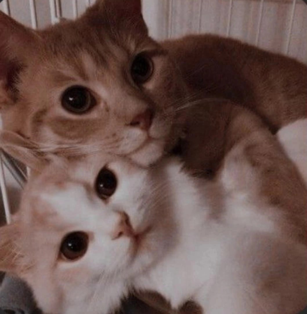 Милый котик с надписью