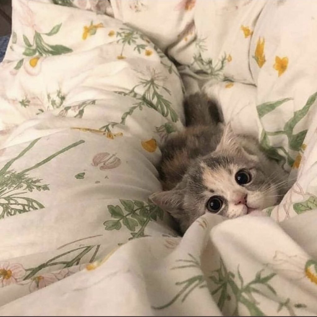 Милые котики в шапочках