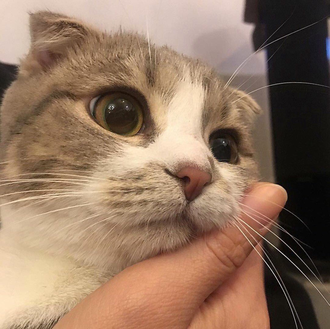 Милые пикчи с котами с надписями