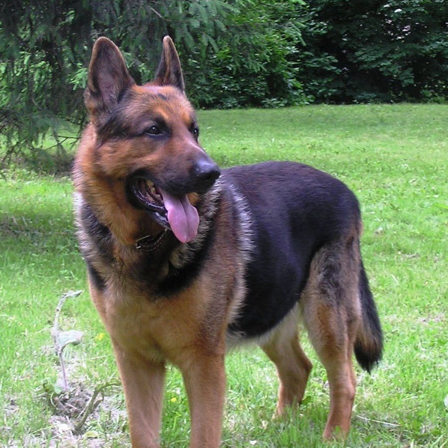 Немецкая овчарка женский пол