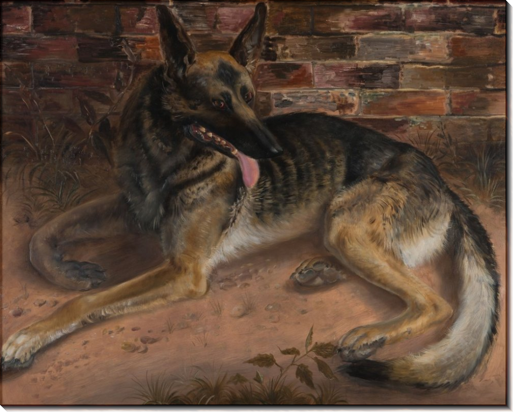 Беременная овчарка