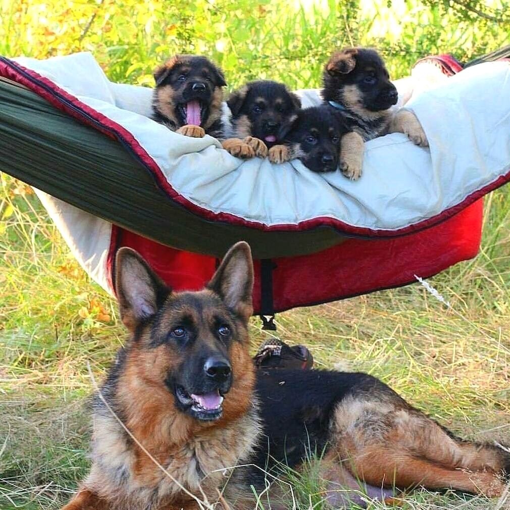 Shepherd перевод