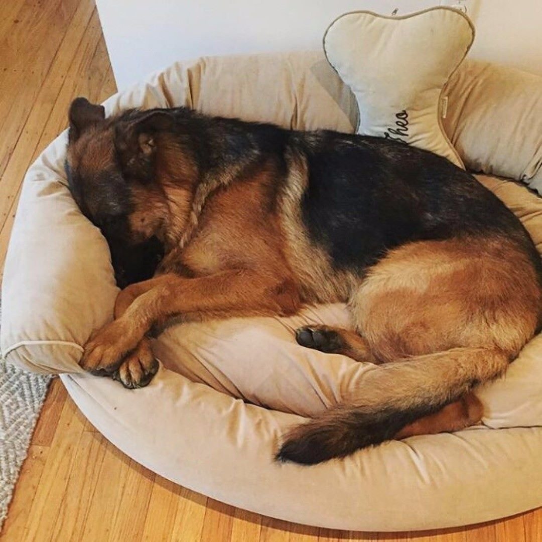 Овчарку гладят