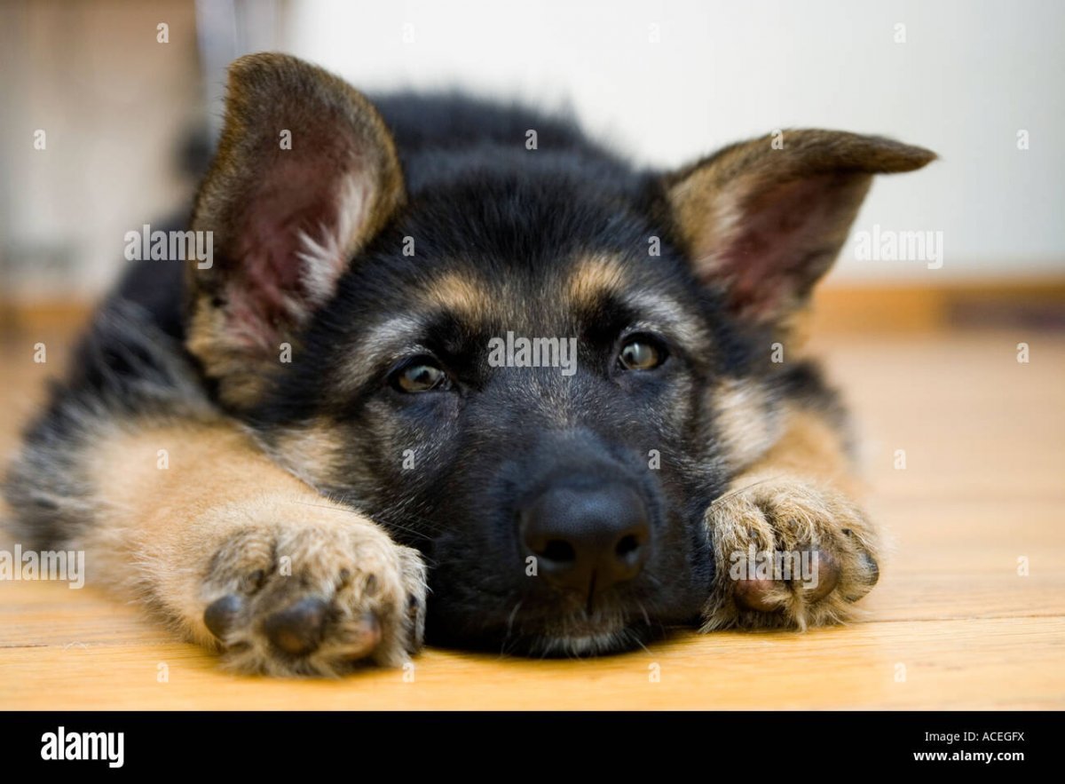 Смешные щенки овчарки