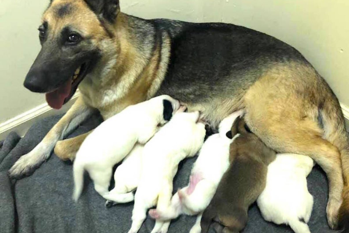 Собака немецкая овчарка и хорек