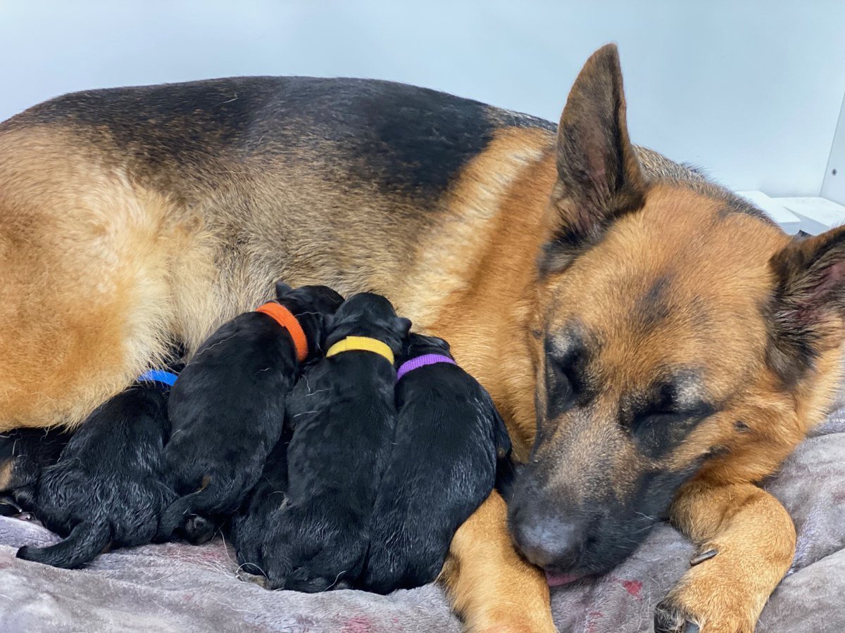 Собака немецкая овчарка