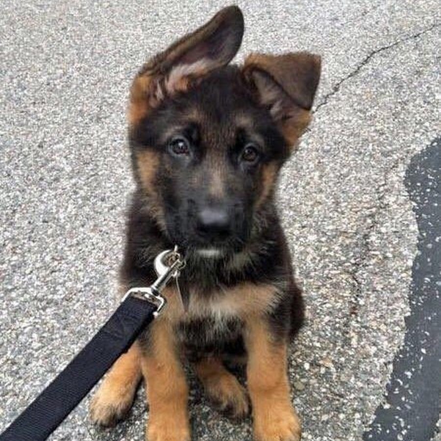 Немецкая овчарка коллаж