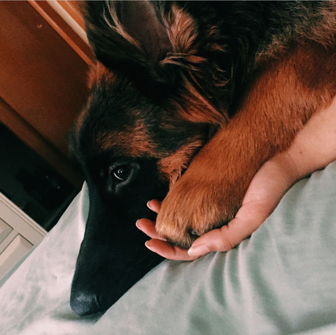 What does it mean when a German Shepherd lays on his back?
