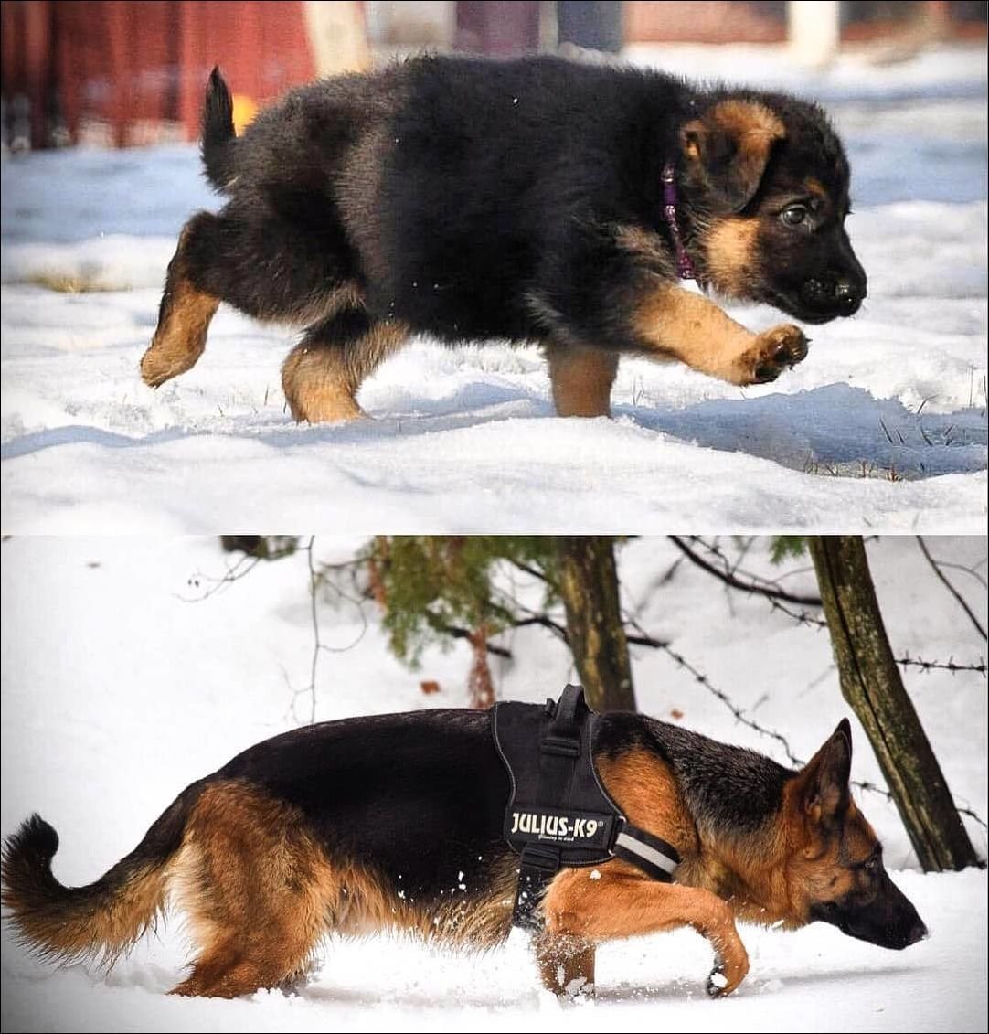 Растущие собаки