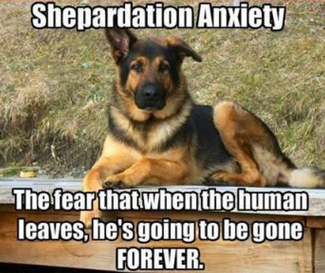 Овчарка в иллюстраторе