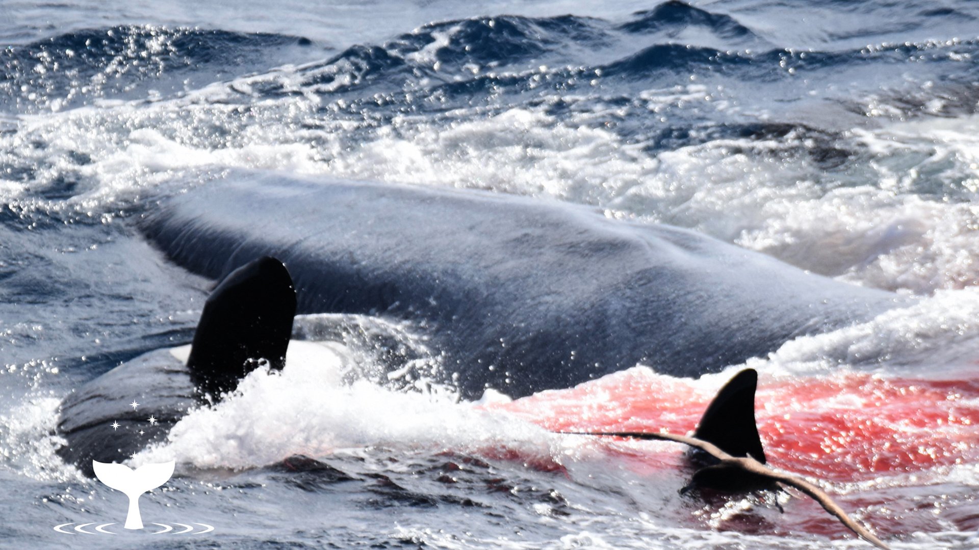 Что стало с касатками. Синий кит и Касатка. Самый большой кит Касатка. Касатка охотится. Стая касаток.