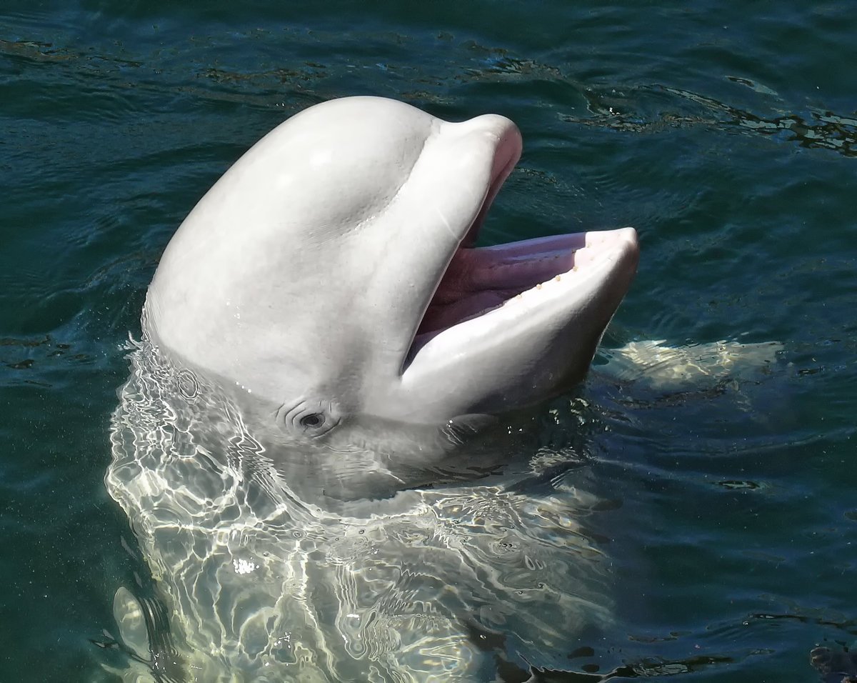 Лоб дельфина. Дельфин Белуха. Белый кит Белуха. Белый Дельфин Белуха. Афалина альбинос Дельфин.