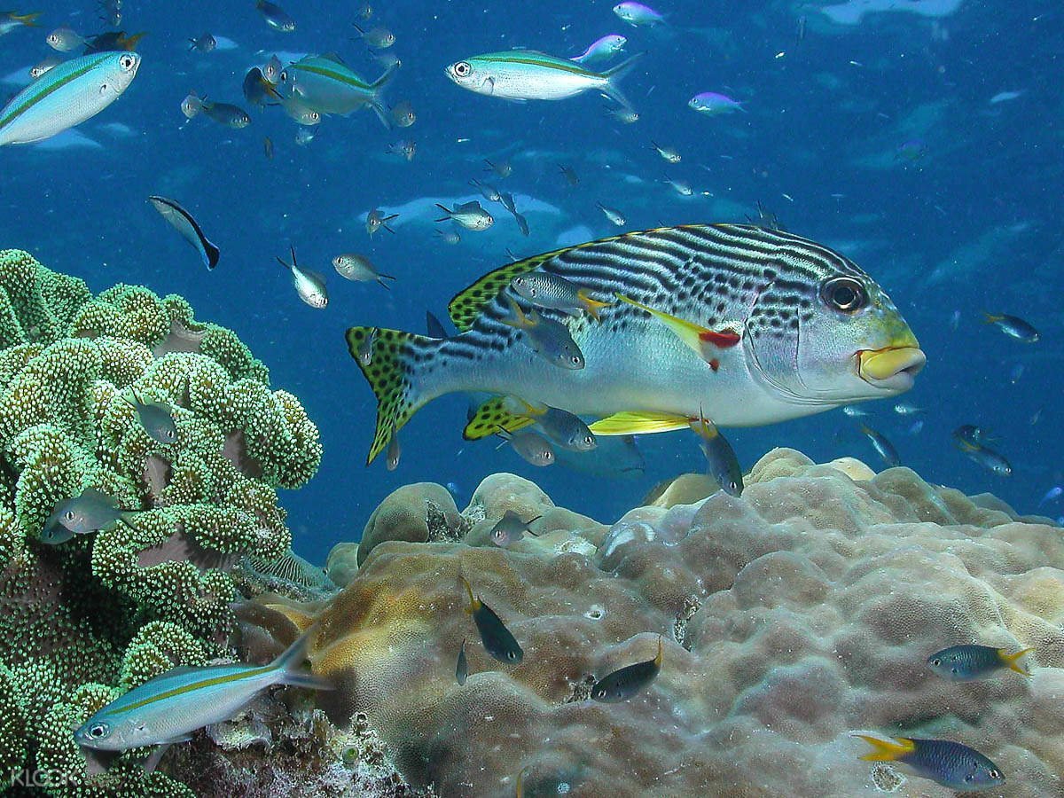 Большой Барьерный риф рыбы