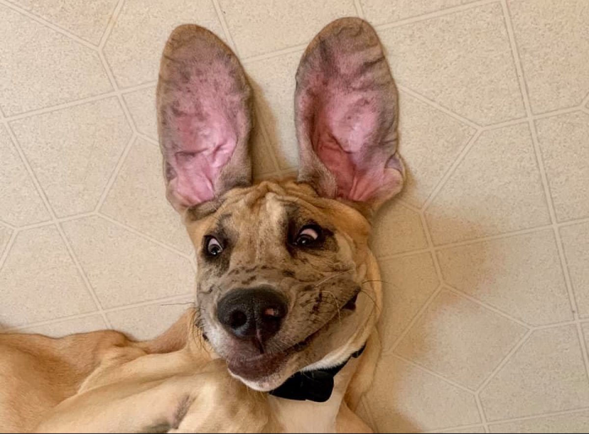 Селфи животных смешные