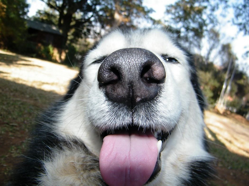 Дружба животных