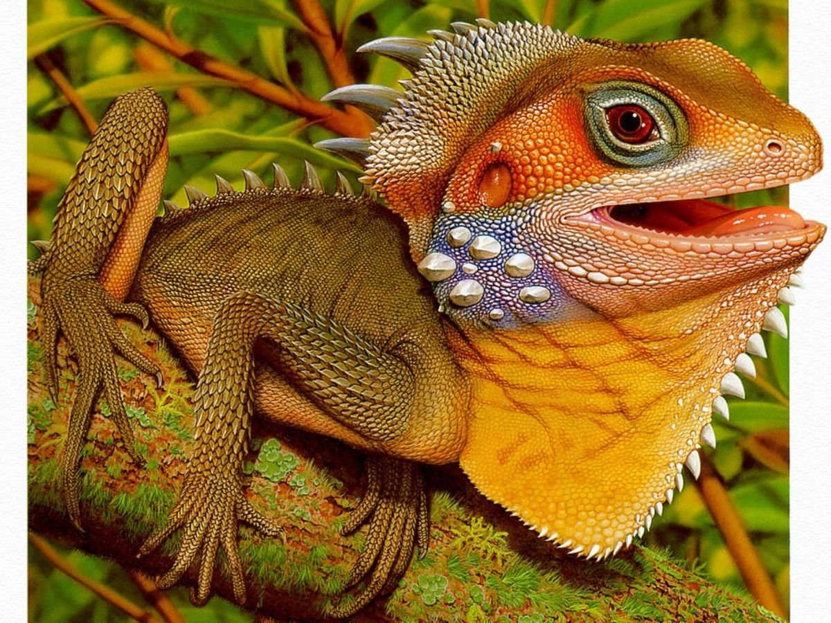 Ящерица Лесной дракон