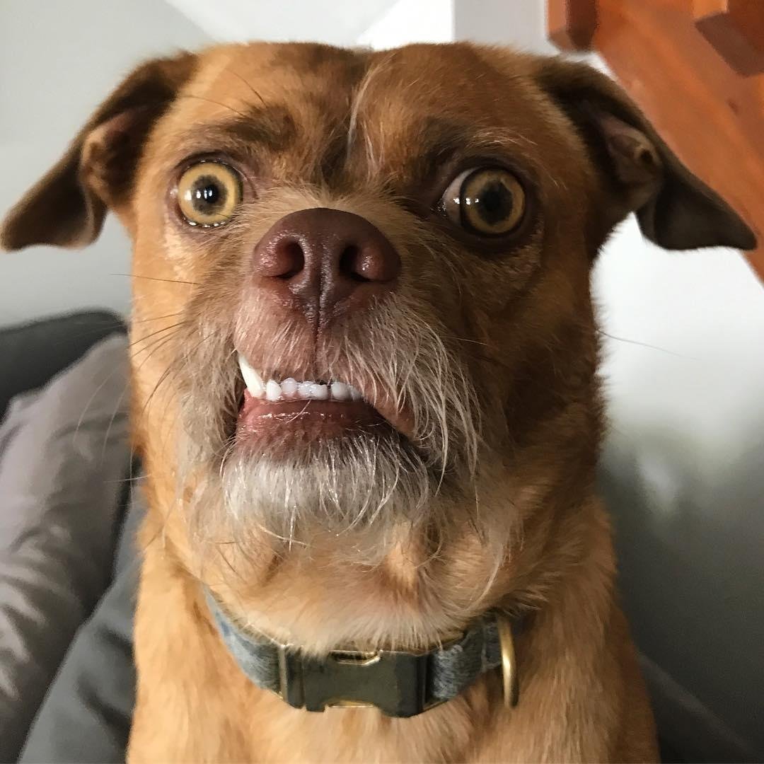 Три смешные собаки