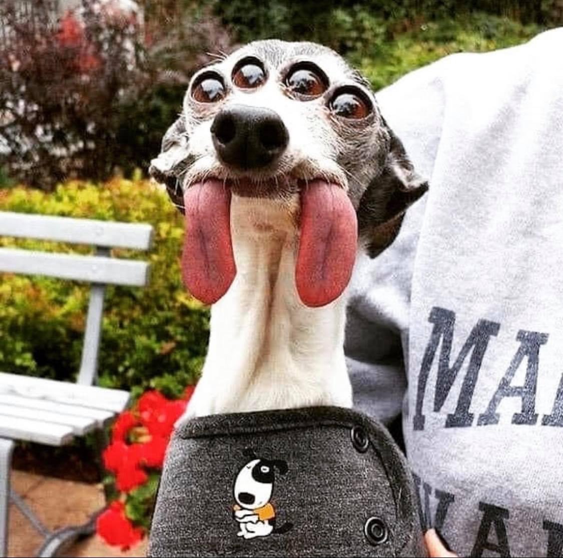 Прикольные животные