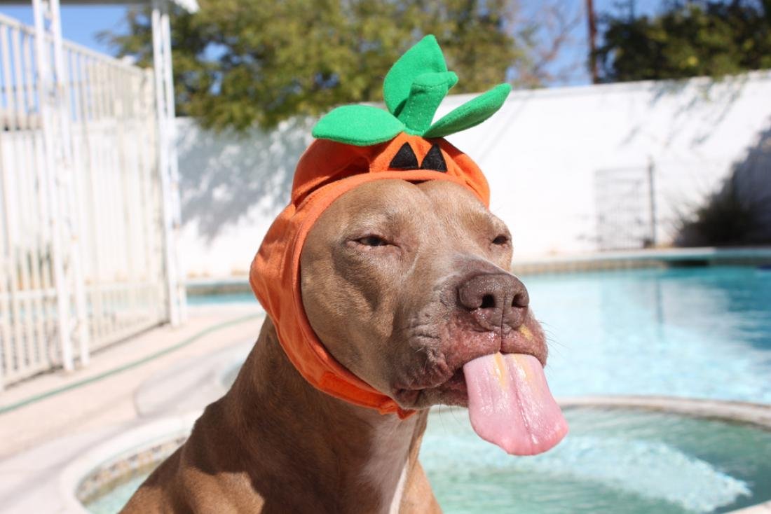 Приколы с собаками