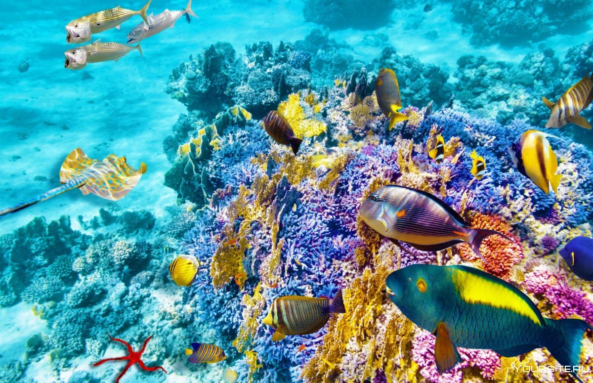 Большой Барьерный риф подводный мир